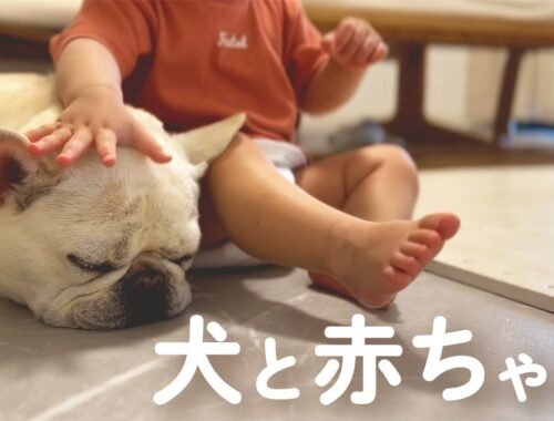 【犬と赤ちゃん】１歳児がフレブルを手懐けてすぎて可愛いwwww【フレブル フレンチブルドッグ】