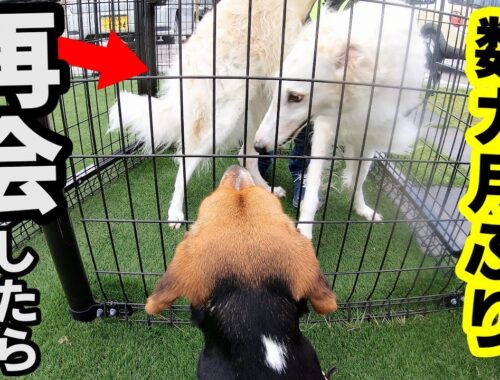 超大型犬ボルゾイとビーグル犬が数カ月ぶりに再会した結果...【ハピちゃん日記】