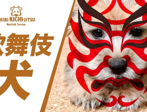 子犬キチのおねだりジャンプが歌舞伎の六方【ノーフォークテリア  puppy dog norfolkterrier】