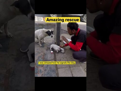 Amazing Rescue @AnimalAidUnlimited  #shorts #reactionvideo  #dog #puppy #rescue
