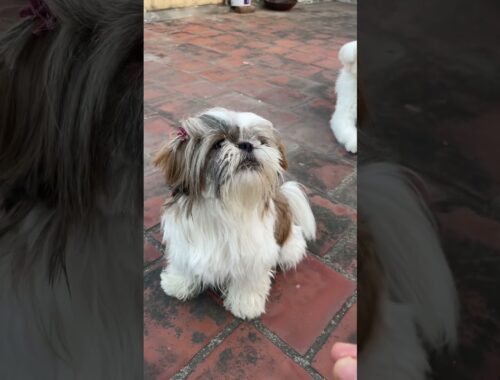 Angry Puppy #lhasaapso #cutepuppy
