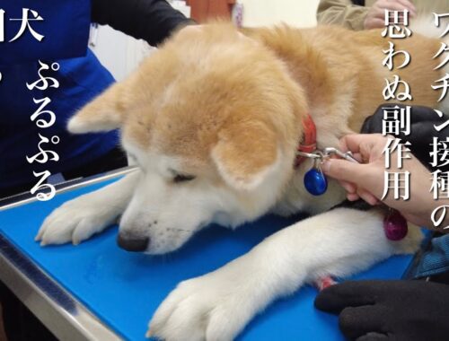 秋田犬ともぐら家族　はる、動物病院！ワクチン接種の思わぬ副作用