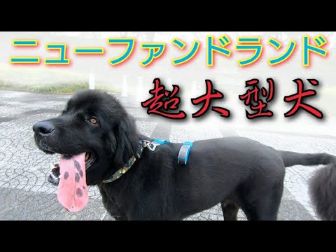 超大型犬 ニューファンドランド Newfoundlanddog BossWalking video Huge dog Canadadog 渡辺 ボス