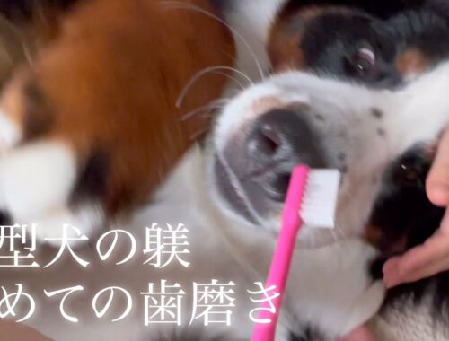 【バーニーズマウンテンドッグ】大型犬の躾！初めての歯磨きはこうする？【大型犬のしつけ】【大型犬の歯磨き】