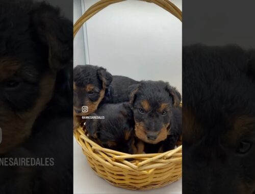 Available welsh terrier puppies!
