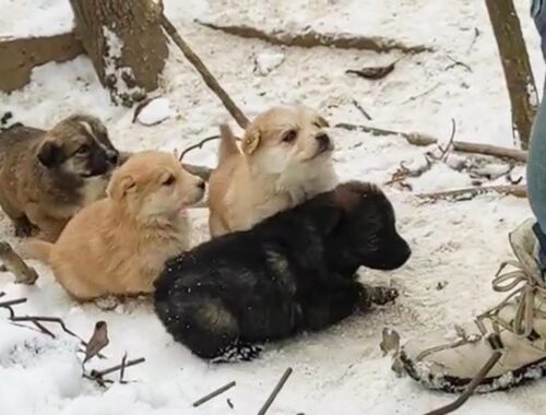 Hungry puppies line up begging in the snow and heartbroken by separation