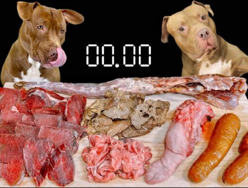 【犬の咀嚼音】今日もお肉や骨をバクバク食べるピットブル