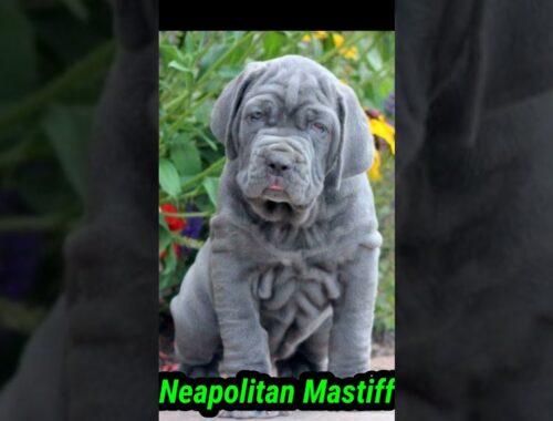 💪💪Neapolitan Mastiff dog🔥#short #NeapolitanMastiff #viral