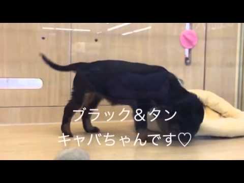 ペットショップマルワン大倉山店 キャバリア・キングチャールズ・スパニエル