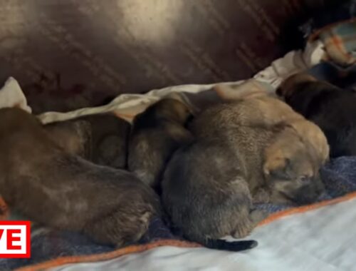 We fixed a warm place for the 6 puppies and the mother , they are 5 boys and one girl- Takis Shelter