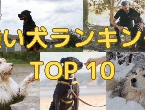 【強い犬ランキングTOP10】驚くべき力と知性を持つ犬種を紹介！