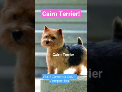 Cairn Terrier! Aparência Geral Padrão cbkc fci @canilpedradeguaratiba #cairnterrier #dicaspet