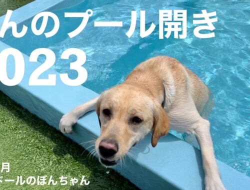 【ラブラドール#97】ラブラドールってみんな泳ぎが得意じゃないの！？ぼんのプール開き2023★labrador retriever 大型犬