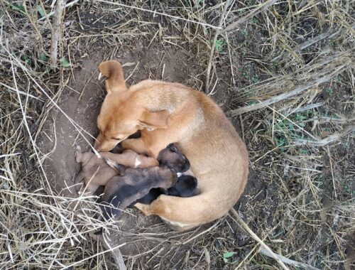 Homeless Mama Dog Tries Her Best to Protect The Puppies From The Scorn of Heartless People