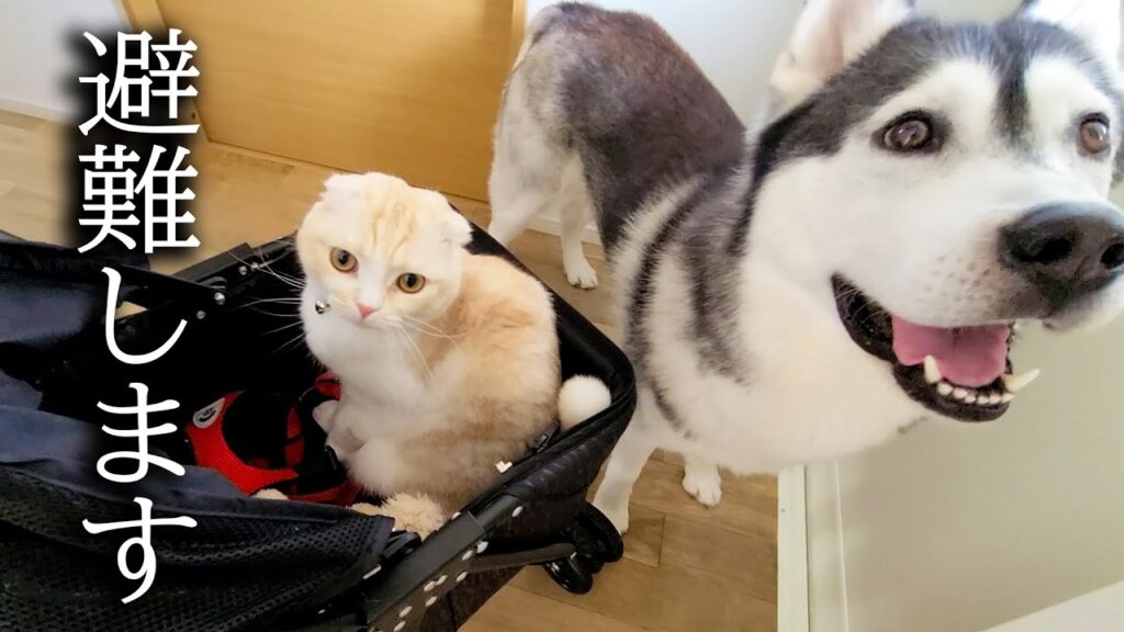 突然地震が来たので急いで猫と犬を連れて避難しました。