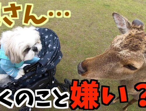 もこもこシーズーと奈良公園に行ったのに思ってた感じと全然違った。You Don't Like Me, Deer?【656日目】