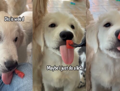 Golden Retriever Puppy Tries Watermelon For The First Time
