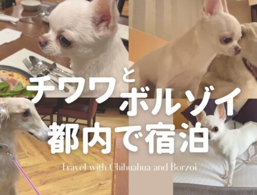 【犬vlog】チワワののえるがボルゾイとおでかけ | 犬と泊まれるホテルinumo