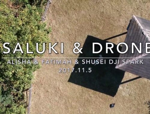 Saluki & Drone DJI Spark サルーキの走るスピードについていけず