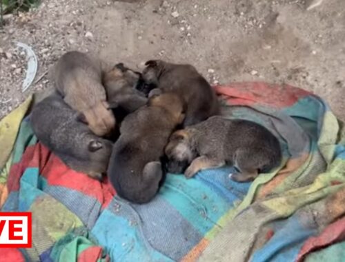 A mother with 6 puppies is locked in a chain and we took her away from there - Takis Shelter