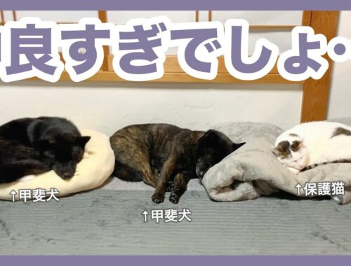 【甲斐犬】ふと見たら3匹並んで眠っていた仲良し犬猫が可愛すぎる…！
