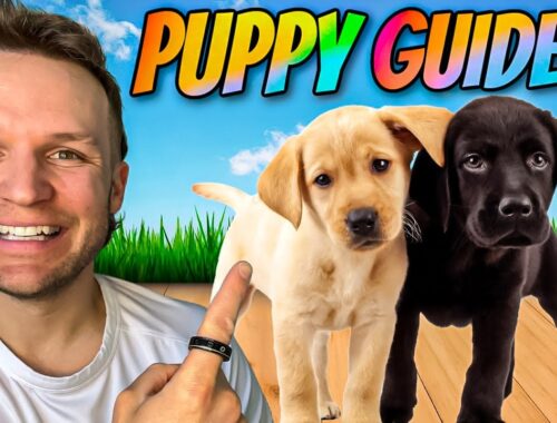 The FIRST 5 Things To Teach Any Puppy! How To Train Your Puppy Blueprint!