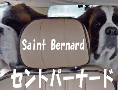 【ゴールデンウイーク最終日】平凡なセントバーナードの日記The Last Day of Golden Week] Diary of an Ordinary Saint Bernard