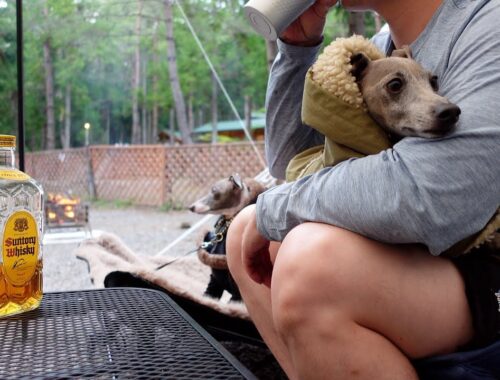 犬が自由に冒険できるキャンプ場に来たのにパパの抱っこが落ち着く愛犬【イタグレ】