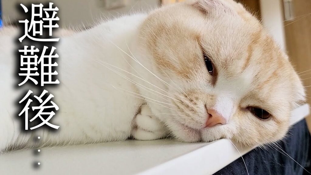 地震の後、犬が家を揺らしたと勘違いした猫がこうなっちゃいました…汗 地震の後、犬が家を揺らしたと勘違いした猫がこうなっちゃいました…汗