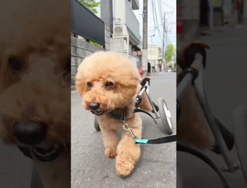 車椅子犬、今日も元気に頑張る　#トイプードル #車椅子犬 #wheelchairdog #toypoodle #shorts