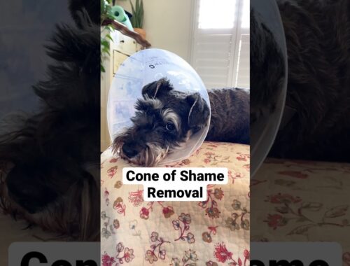 Dog Feels Relief When Cone is Removed📢 #minischnauzer #coneofshame #shorts