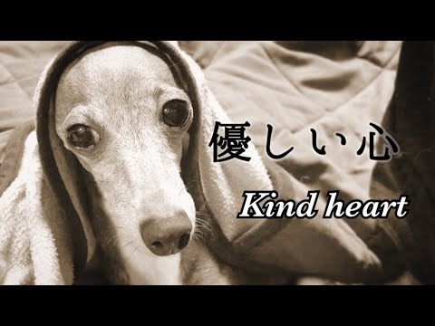 心優しいイタリアングレーハウンド（イタグレ）～kind heart～【Italian greyhound】【犬動画】