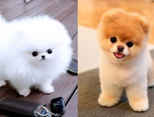Cute Pomeranian Puppies Doing Funny Things #6 | Cute and Funny Dogs