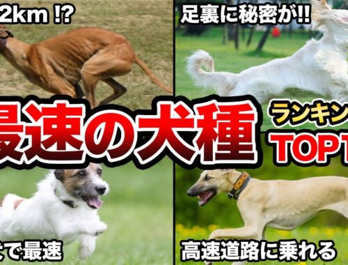 【車より速い!?】世界の足が速い犬種ランキングTop10