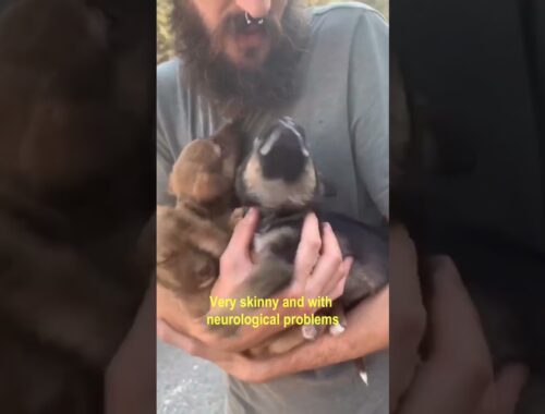 Pack Of Sick Puppies & Their Mom Dumped & Run Around On Busy Road