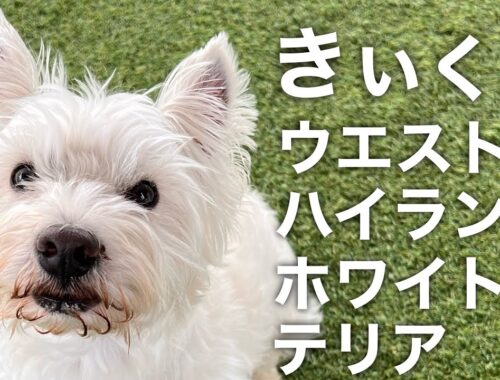 ウエストハイランドホワイトテリア　きぃくん　【West highland white terrier】