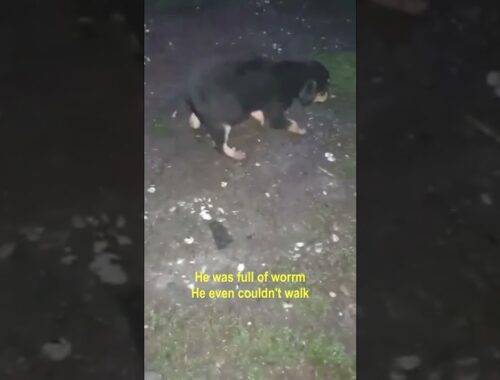 Poor Puppy With Biggest Belly Full of Worm Couldn't Walk