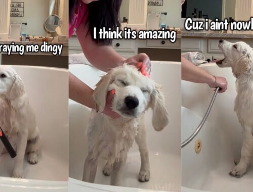 Golden Retriever Puppy Gets A Bath