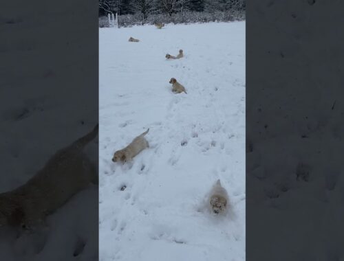 Golden Puppies Play In Pennsylvania Snow || ViralHog