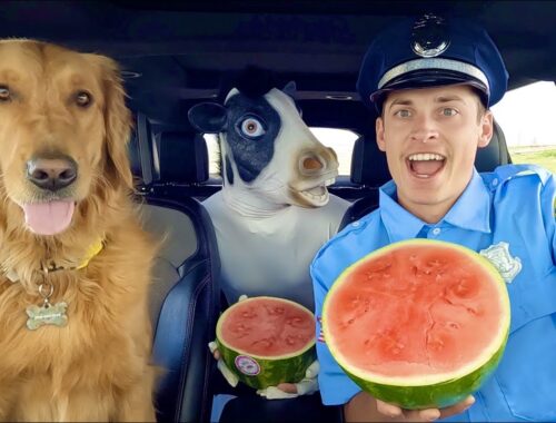 Police Surprises Cow & Puppy with Car Ride Chase!