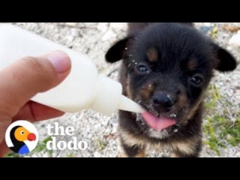 Abandoned Puppy Walks Up To A Study Abroad Student And Asks Her For Help | The Dodo