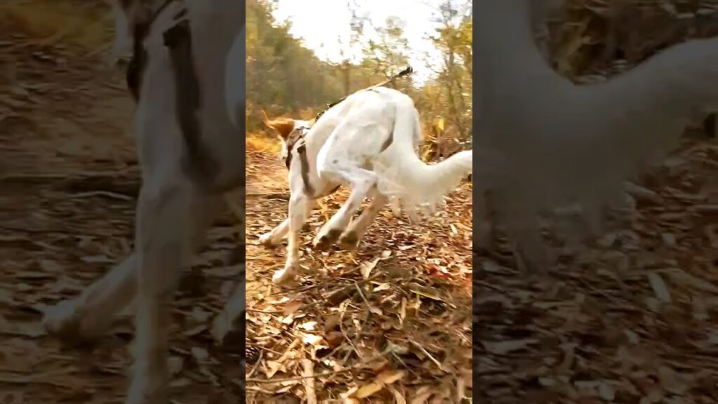 憧れだった犬との登山が想像の40倍スパルタだった #犬 #登山 #ハイキング #イングリッシュセッター #ビーグル