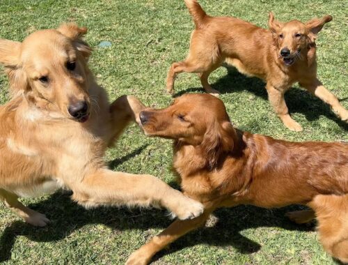 Golden Retriever Puppy REUNITED With Her Siblings