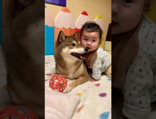 柴犬と7ヶ月赤ちゃんの仲良い女の子ふたり🦊👶