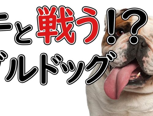 【ブルドッグ】本には載っていないパンク町田の犬種図鑑