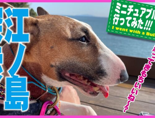 ［ブルテリア］Miniature Bull Terrier  江ノ島探索ブルテリアなのだ！ Explore Bull Terrier and Enoshima island