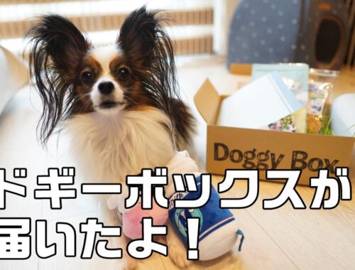 【パピヨン犬】ドギーボックスが愛犬の好みを鋭く見抜いている件