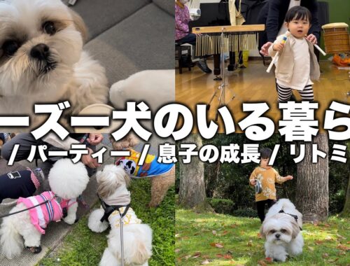 【ルーティン】もふもふ可愛いシーズー犬と家族の10日間（2023.4.11-4.20）/ Shih Tzu takes a walk everyday in April.