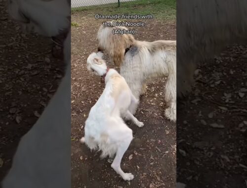 That time the girls met an #Afghan 😂 #dog #russianwolfhound #borzoipuppy #borzoi #spins #hosegoat