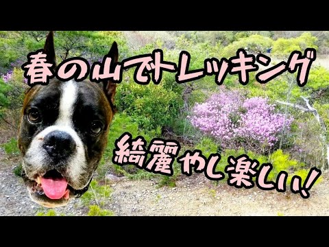 春の山でトレッキングを楽しむボクサー犬のりき(イノシシ探しに夢中) 春の山でトレッキングを楽しむボクサー犬のりき(イノシシ探しに夢中)